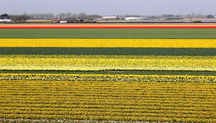 Dünyanın en büyük çiçek bahçesi: Keukenhof