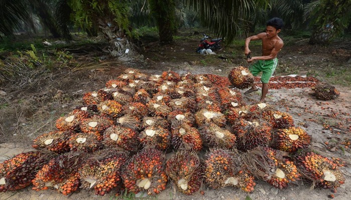palmiye yağı