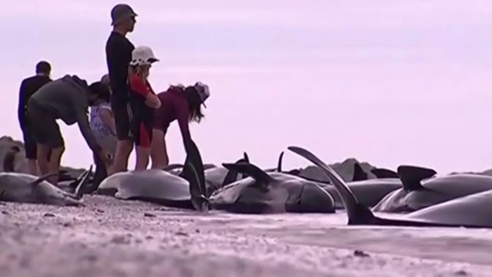 416 balina sahile vurdu, 300’ü öldü