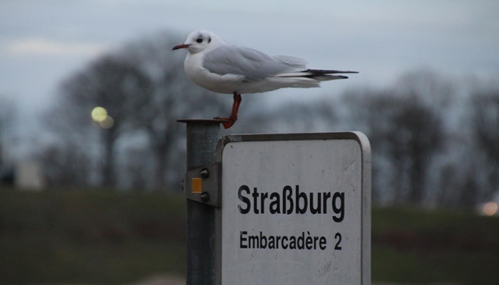 Masal Şehir: Strazburg [Haber-İzlenim: Mehmet Genç]