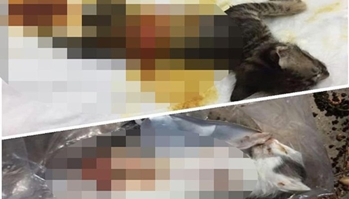 Bu olay Türkiye’de yaşandı: Fatih’te yavru kedileri jiletle parçaladılar!