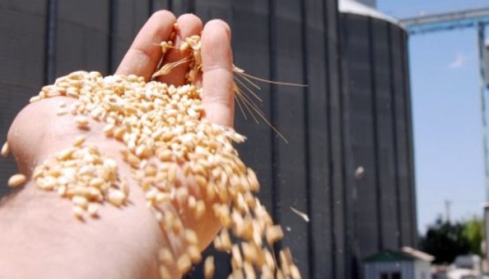 Türkiye yurt dışından 150 bin ton buğday ithal edecek