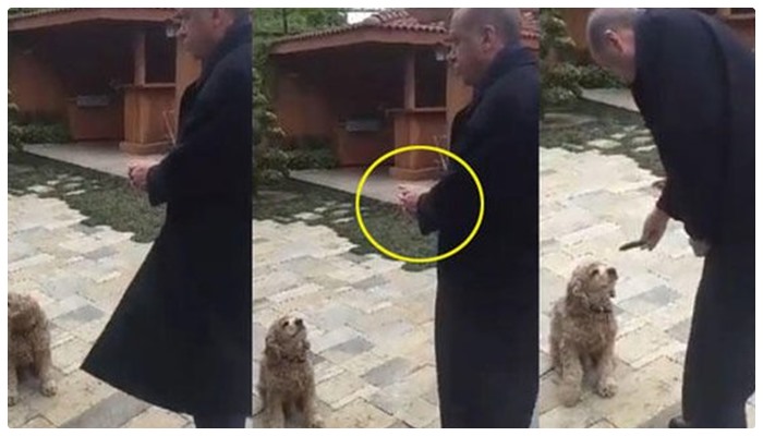 Havuz, Erdoğan’ın köpeğe salatalık vermesini haber yaptı, sosyal medya yıkıldı: ‘Onu da koyun sanmıştır!’