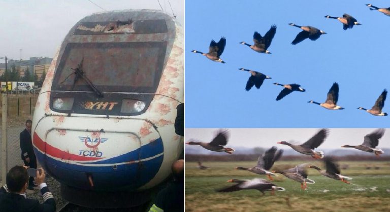 Hızlı tren yolunda katliam: Her gün 600 göçmen kuş ölüyor