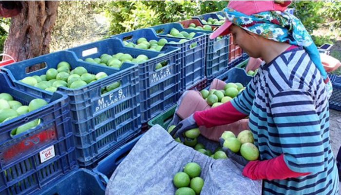 Limon üreticisi isyan etti: İhracat durdu; ilaca verecek para bulamıyoruz