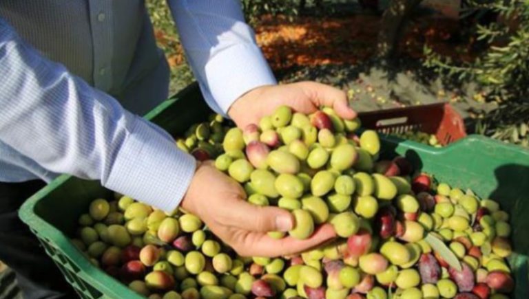 Zeytin fiyatları dibe vurdu, çiftçi perişan
