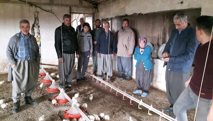 İflas eden firma, 2 milyon civcivi ölüme terk etti; iki haftada 200 bini telef oldu