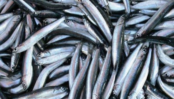 Hamsinin fiyatı 25 TL’ye ulaştı