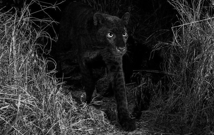 ‘Kara panter’ 110 yıl sonra ilk kez görüntülendi