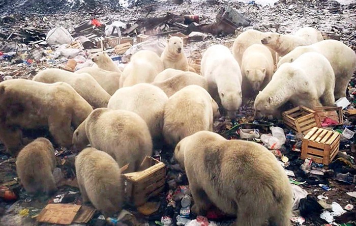 Onlarca kutup ayısı şehre indi, acil durum ilan edildi