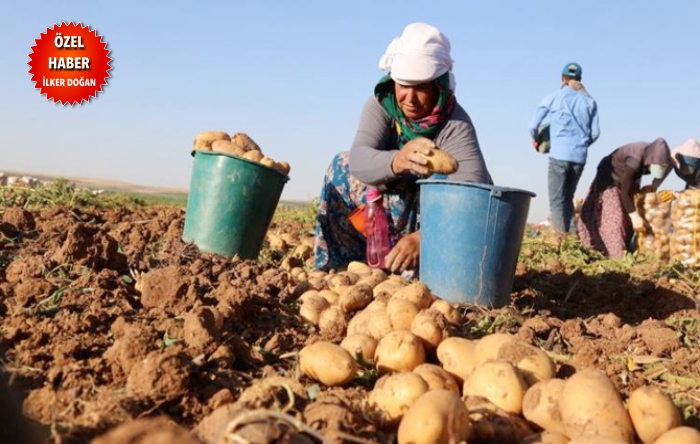 Seçim ayarlı ithalat, çiftçiyi bitirir