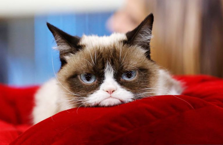 İnternet fenomeni ‘somurtkan kedi’ hayatını kaybetti