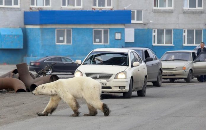 kutup ayısı, sibirya, şehir