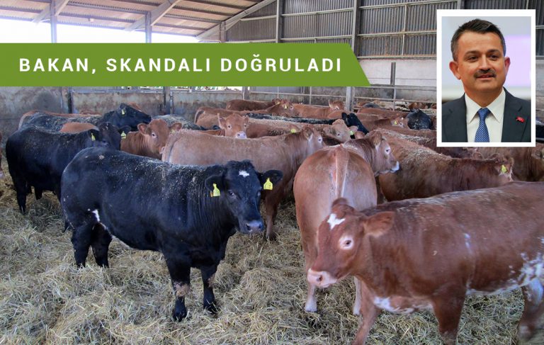 Hastalıklı hayvanlar sahte belgeyle ithal edilmiş!