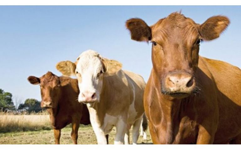 Skandal iddia: Kurban öncesi karantinalı bölgeden Türkiye’ye 3 bin hayvan ithal edildi