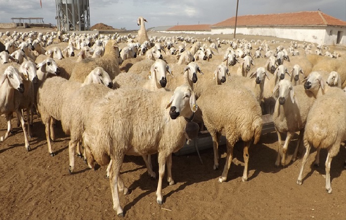 Kurban öncesi büyük skandal: Bakanlığın dağıttığı hayvanlarda veba iddiası