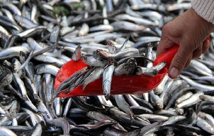 Balık sezonu açıldı, hamsi en az 20 lira