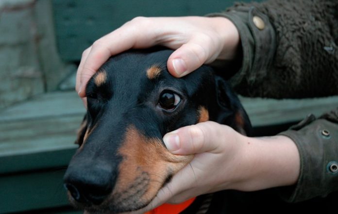 norveç köpek hastalıtk