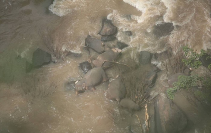 Şelaleden düşen yavru fili kurtarmaya çalışan 11 fil öldü