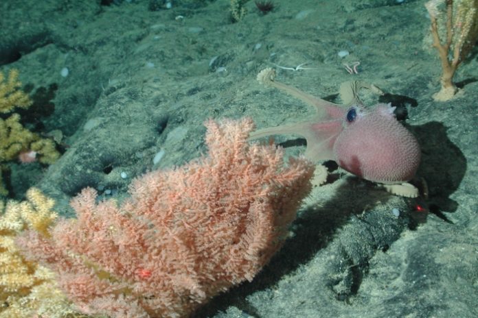 Graneledone_boreopacifica_by_NOAA
