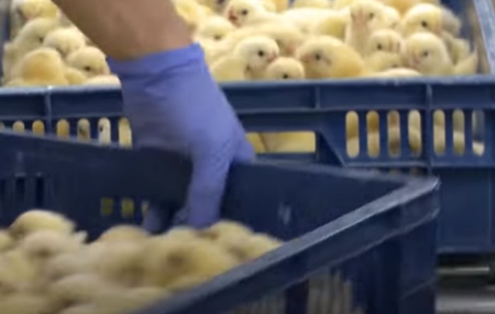 Civcivlerin 42 günlük ömürleri: ‘Canlı muamelesi görmüyorlar’