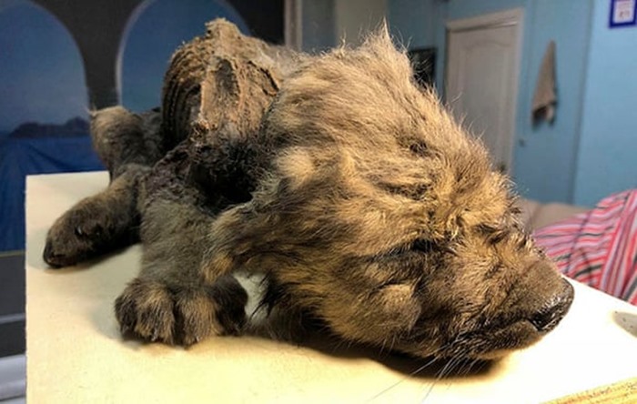 18 bin yıl önce yaşamış: “Dişleri eksiksiz, tüyleri ve kirpikleri bozulmamış”