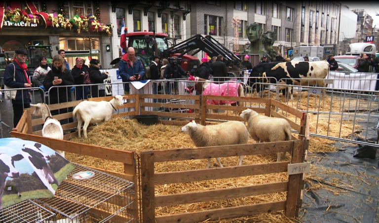İnekler Dam Meydanı’na indi!