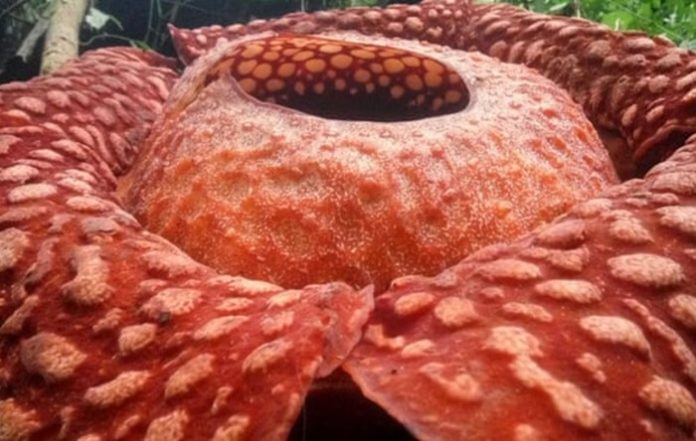 Rafflesia1