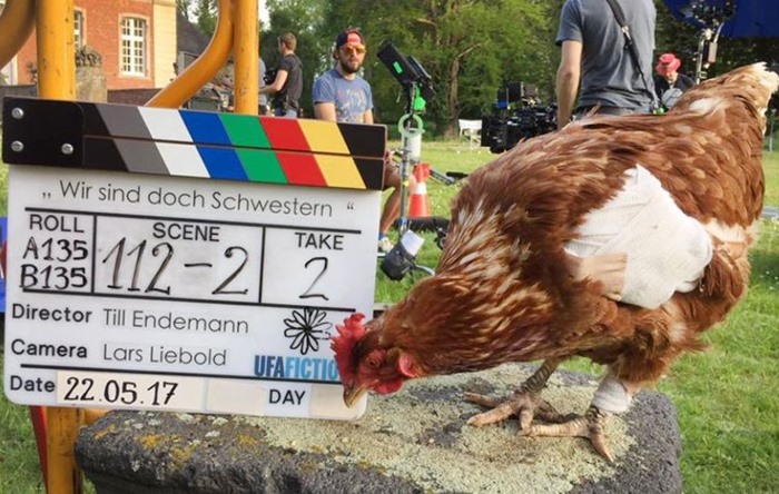 Film yıldızı tavuğu öldüren köpeğin sahibine para cezası