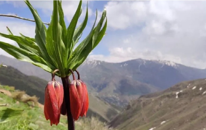 Görenler hayran kaldı! Ters laleler açtı