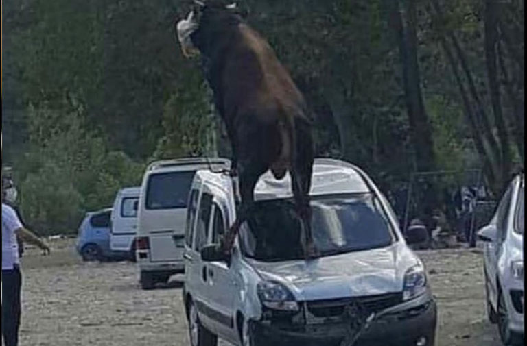 Kurbanlık boğa, park halindeki aracın üstüne çıktı