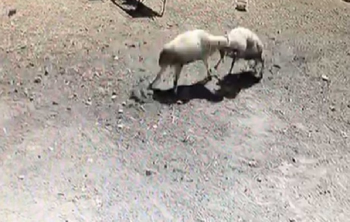 Kafa kafaya tokuşan iki koç telef oldu