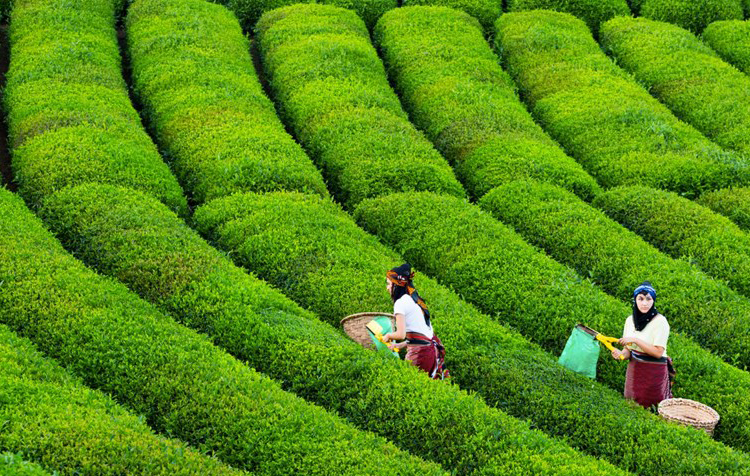 Varlık Fonu, yedi bitirdi; Çaykur’un zararı 547 milyona ulaştı