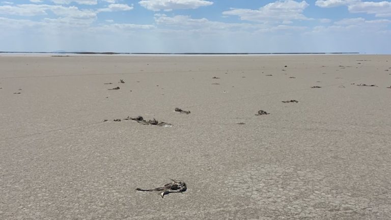 Tuz Gölü’ndeki ‘vahşi sulama’dan dolayı 5 bin flamingo yavrusu öldü