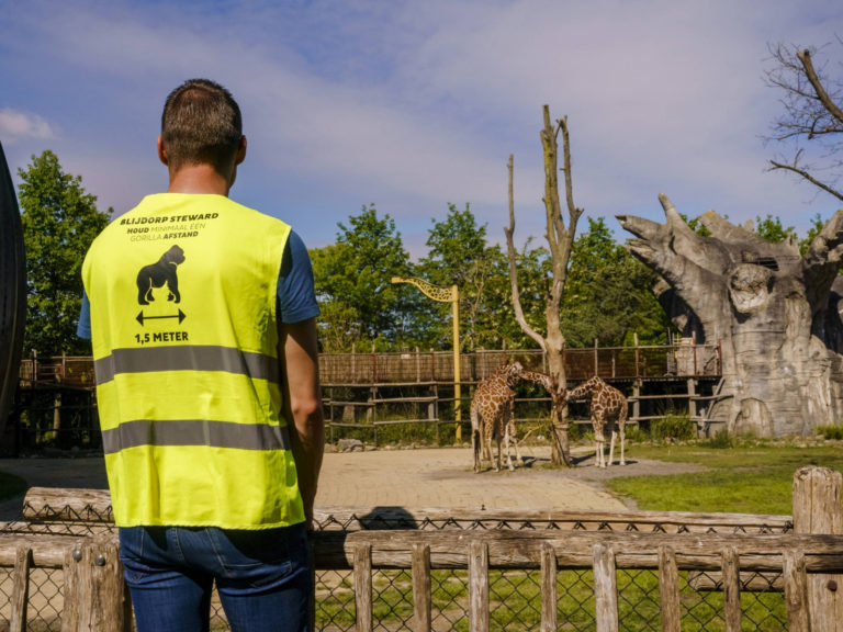 Rotterdam hayvanat bahçesindeki aslan ve gorillere koronavirüs bulaştı
