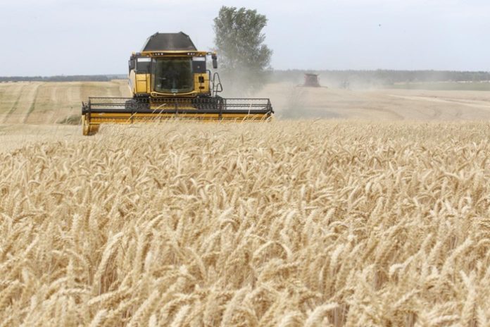 grain crisis