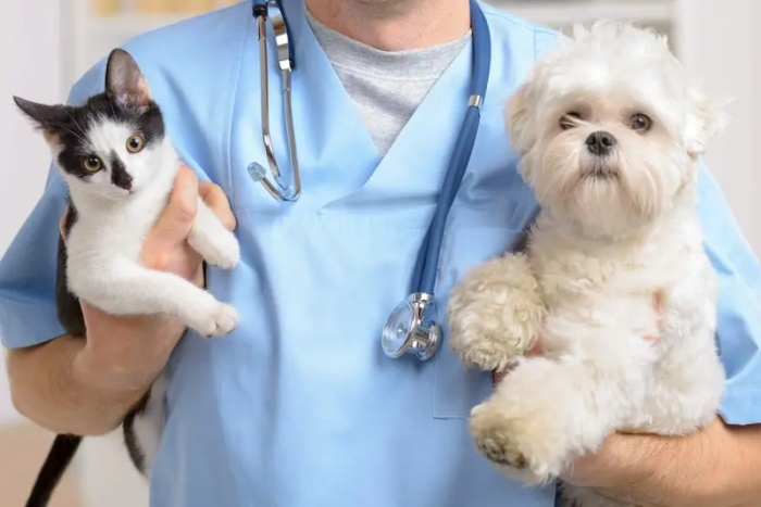 Kedi ve köpek sahiplerine aşı şoku: Yüzde 45