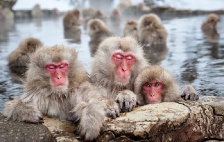 Japonya’da maymun saldırılarında 42 kişi yaralandı, polislere bayıltıcı silah dağıtıldı