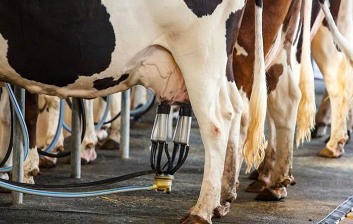 Vatandaşa kötü haber; Ulusal Süt Konseyi, artan fiyatlardan dolayı olağanüstü toplanıyor