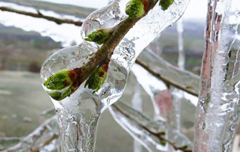 Meteorolojiden 5 il için ‘zirai don’ uyarısı