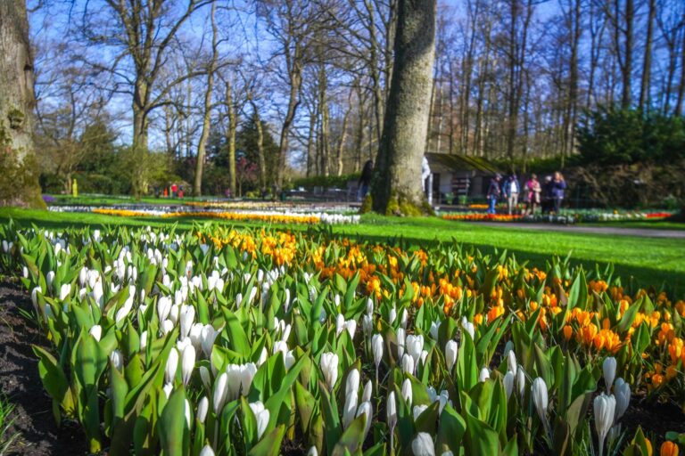 Bahar geldi, dünyanın en büyük çiçek parkı Keukenhof 74. kez açıldı