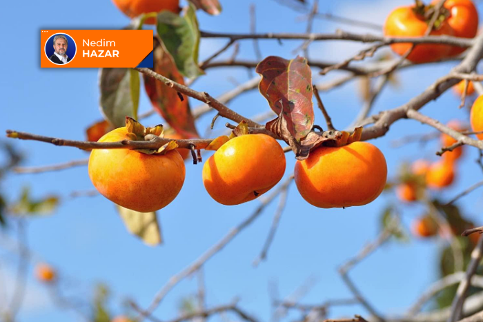 Akrabamız olan bir meyve: Hurma 