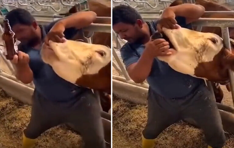 ‘İneğe içki’ videosuyla tepki toplayan kişi ‘uyuşturucu madde bulundurmaktan’ tutuklandı