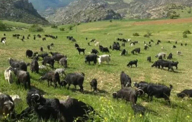 Mersin’de keçi çobanına 728 bin lira otlatma cezası kesildi