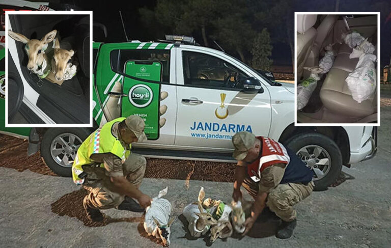 Şanlıurfa’da çuvala sarılmış 4 yaralı ceylan yavrusu ele geçirildi