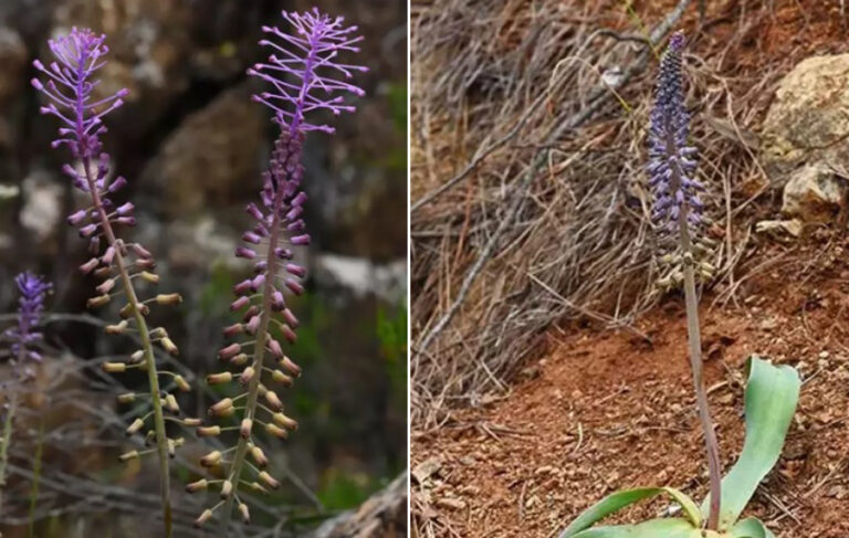 Muğla’da yeni bir bitki türü keşfedildi; Balan sümbülü