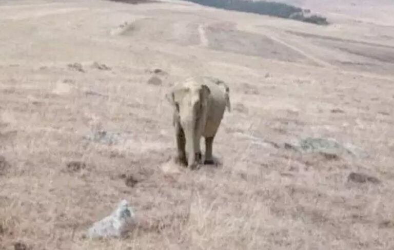 ‘Ardahan’da fil görüldü’ iddiasına Valilik’ten yalanlama