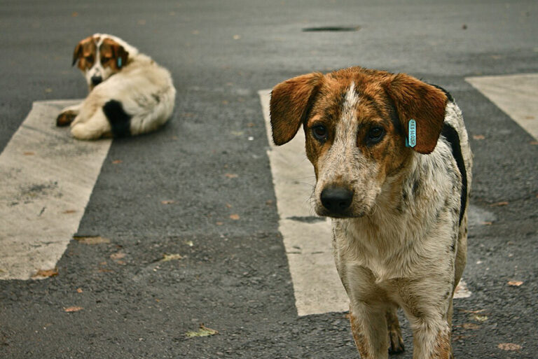AYM, ‘katliam yasası’nın iptal istemini reddetti