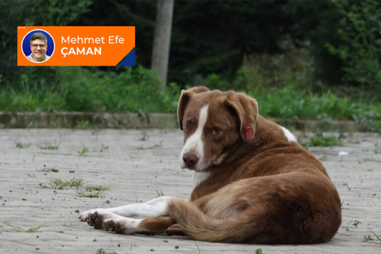 İyi olmayı sokak köpeklerinden öğrenmek