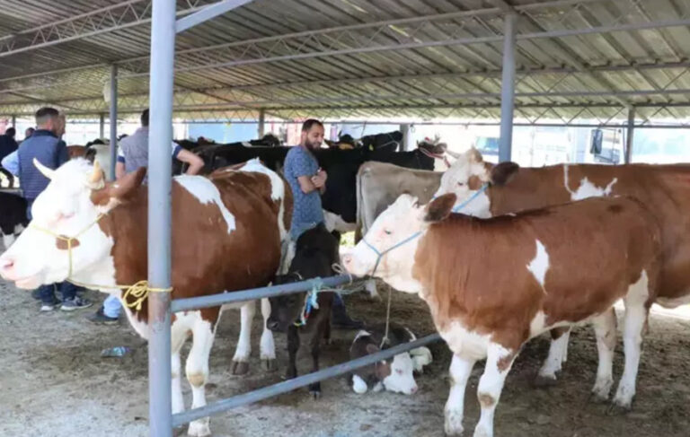 Satılamayan kurbanlıkları Et ve Süt Kurumu satın alacak
